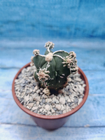 Astrophytum Myriostigma "Hakujo Fukuryu" (Астрофитум)