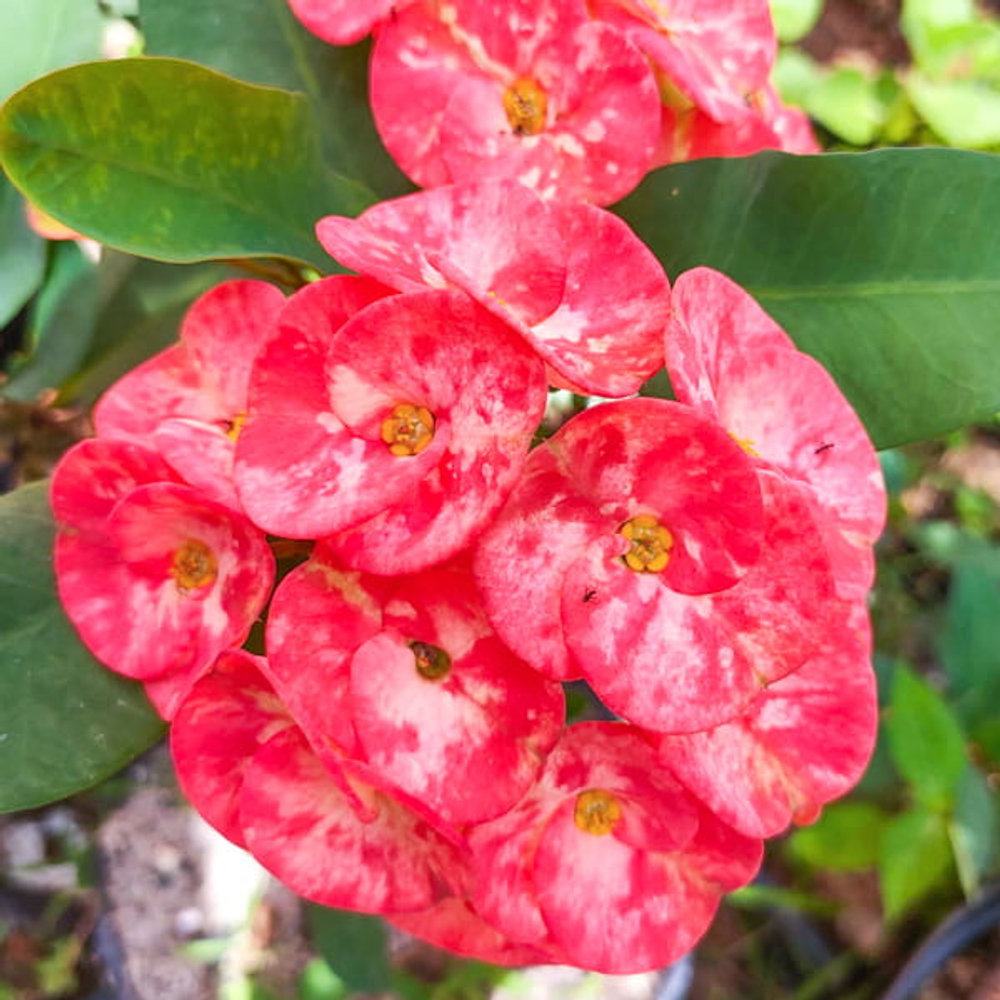 Эуфорбия Миля ROSE (83)
