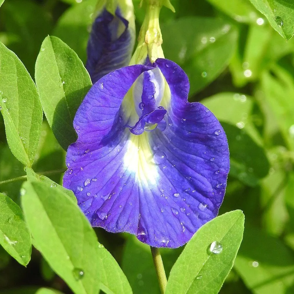 Клитория (тайский синий чай) Clitoria ternatea — семена, 5 шт.