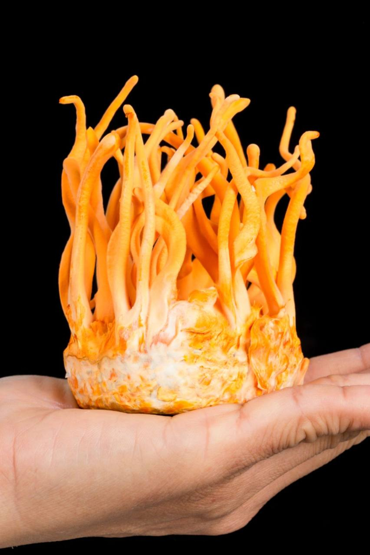 Кордицепс (Cordyceps) қўзиқоринининг фойдалари
