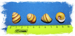 Helicostyla annulata размер