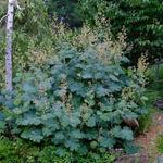 Маклея мелкоплодная "Kelways Coral Plume". Macleaya microcarpa "Kelways Coral Plume".