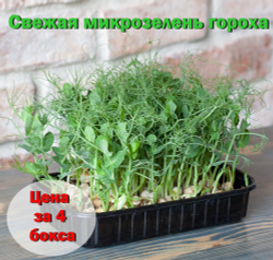Свежая микрозелень гороха / 4 бокса / суперфуд