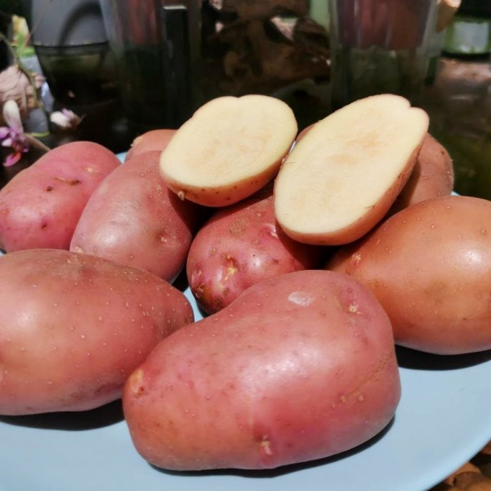 10 КЛУБНЕЙ картофеля Дочь Сарпо