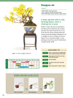 The Ultimate Bonsai Handbook: The Complete Guide for Beginners