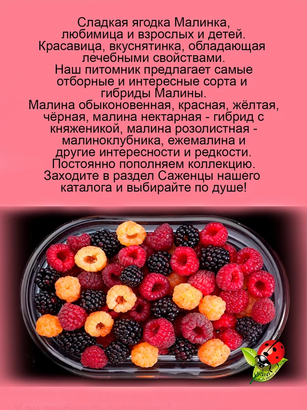 Малина Блэк Джевел черная