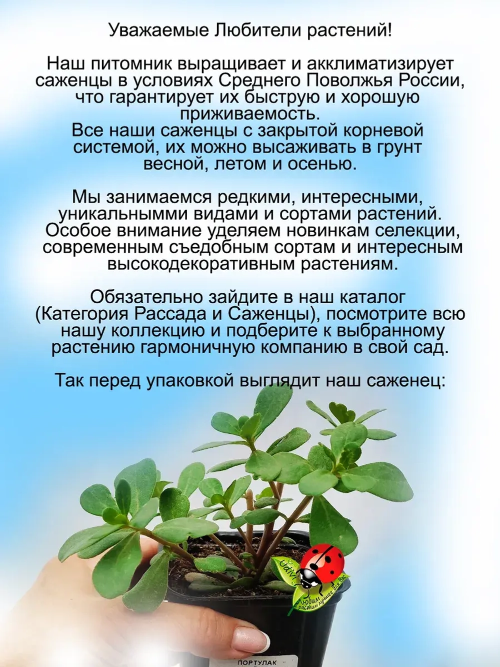 Портулак Желтый с красным глазком вегетативный