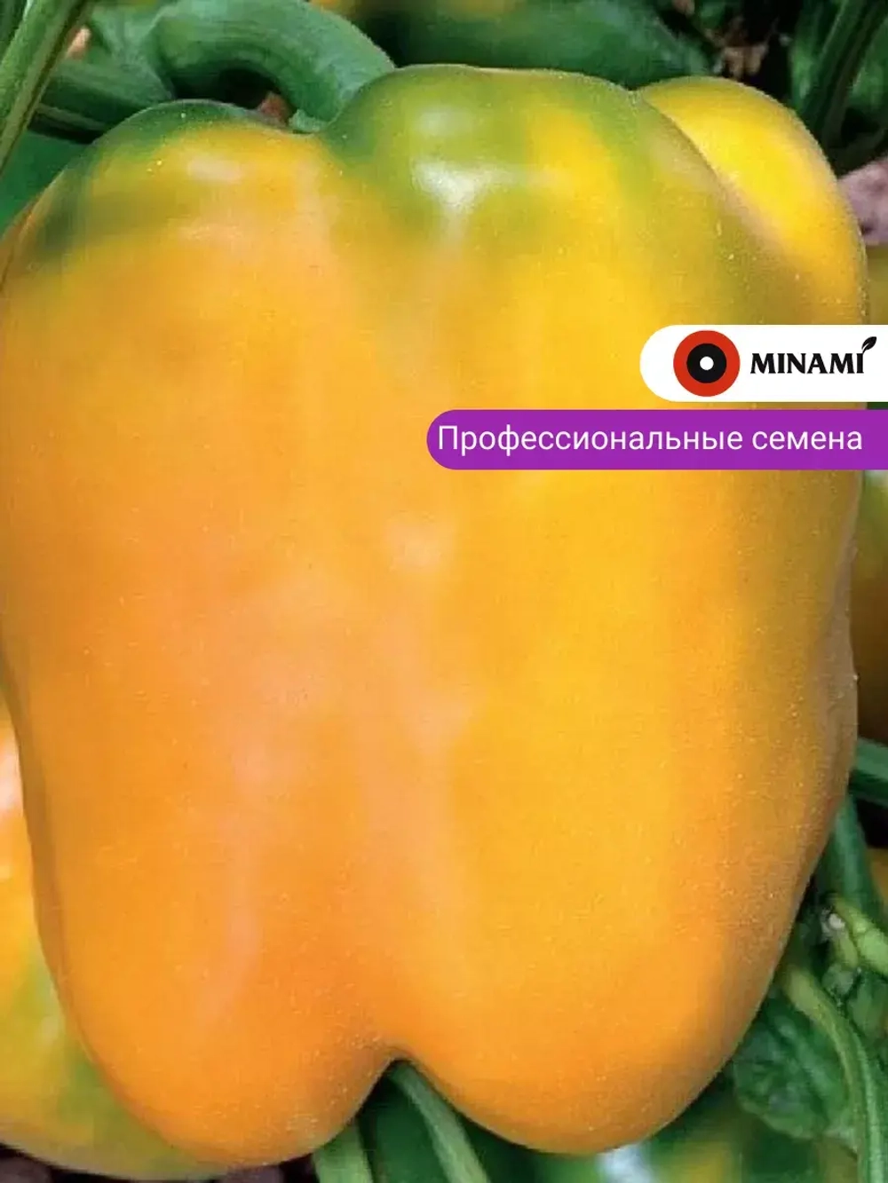 Перец сладкий жёлтый Ченака F1 25шт.