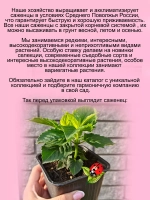 Монарда Пинк Лейс бергамот американская мелисса