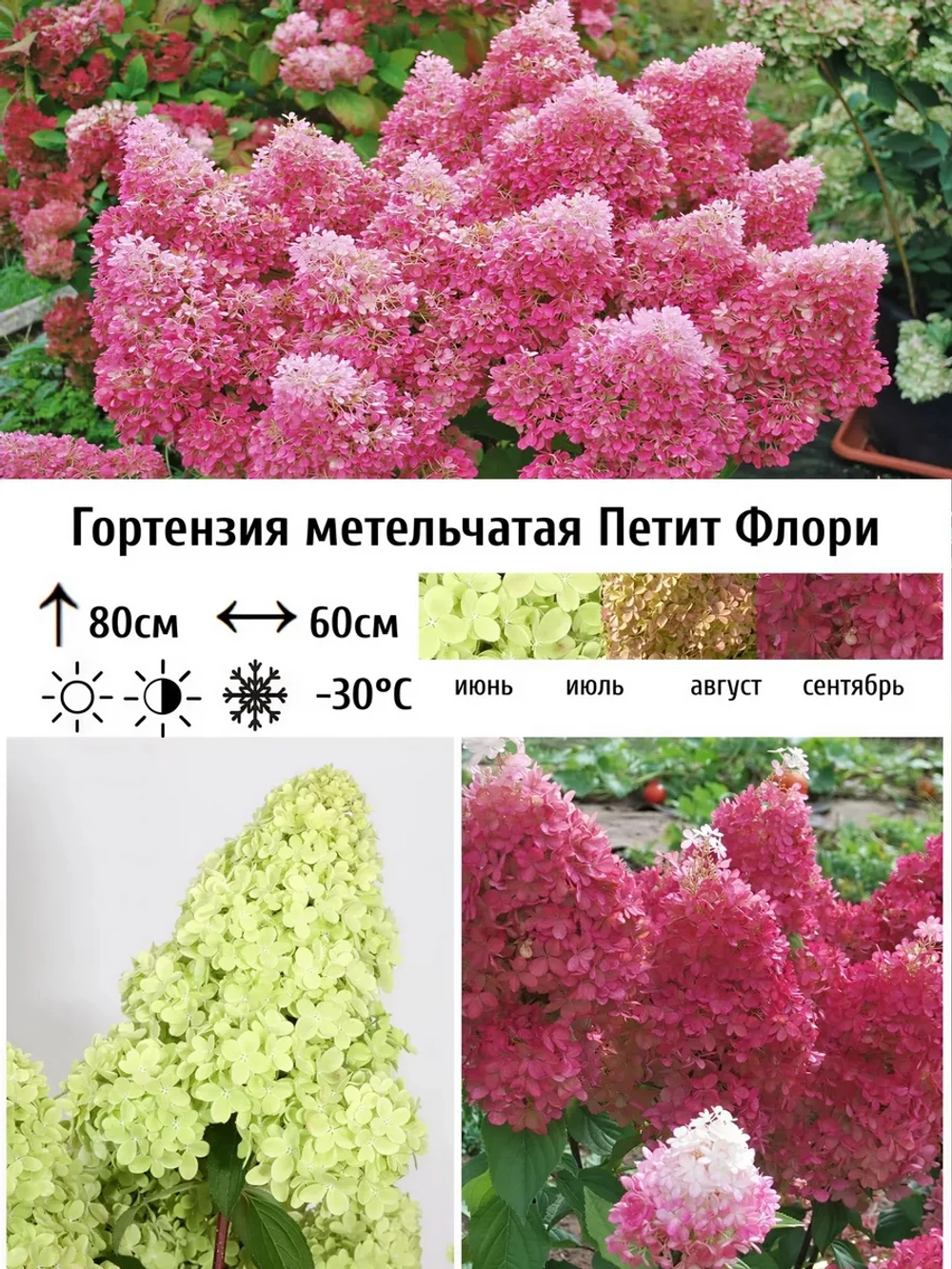 Петит Флори гортензия метельчатая