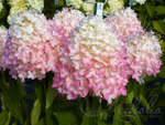 Гортензия метельчатая Меджикал Свит Саммер (Magical Sweet Summer)