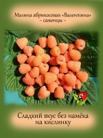 Малина Валентина абрикосовая сладкая