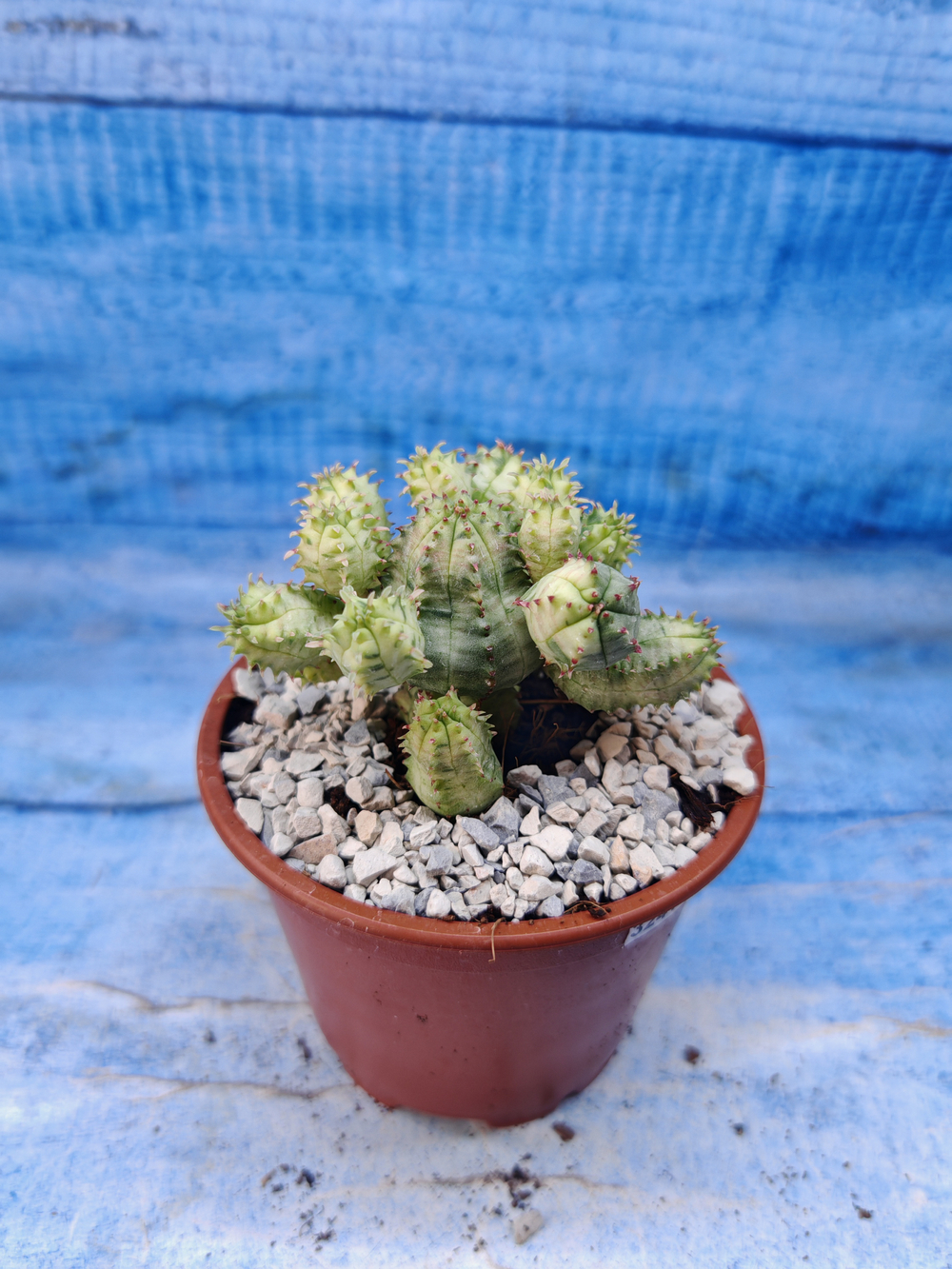 Euphorbia Pseudoglobosa variagate (Эуфорбия)