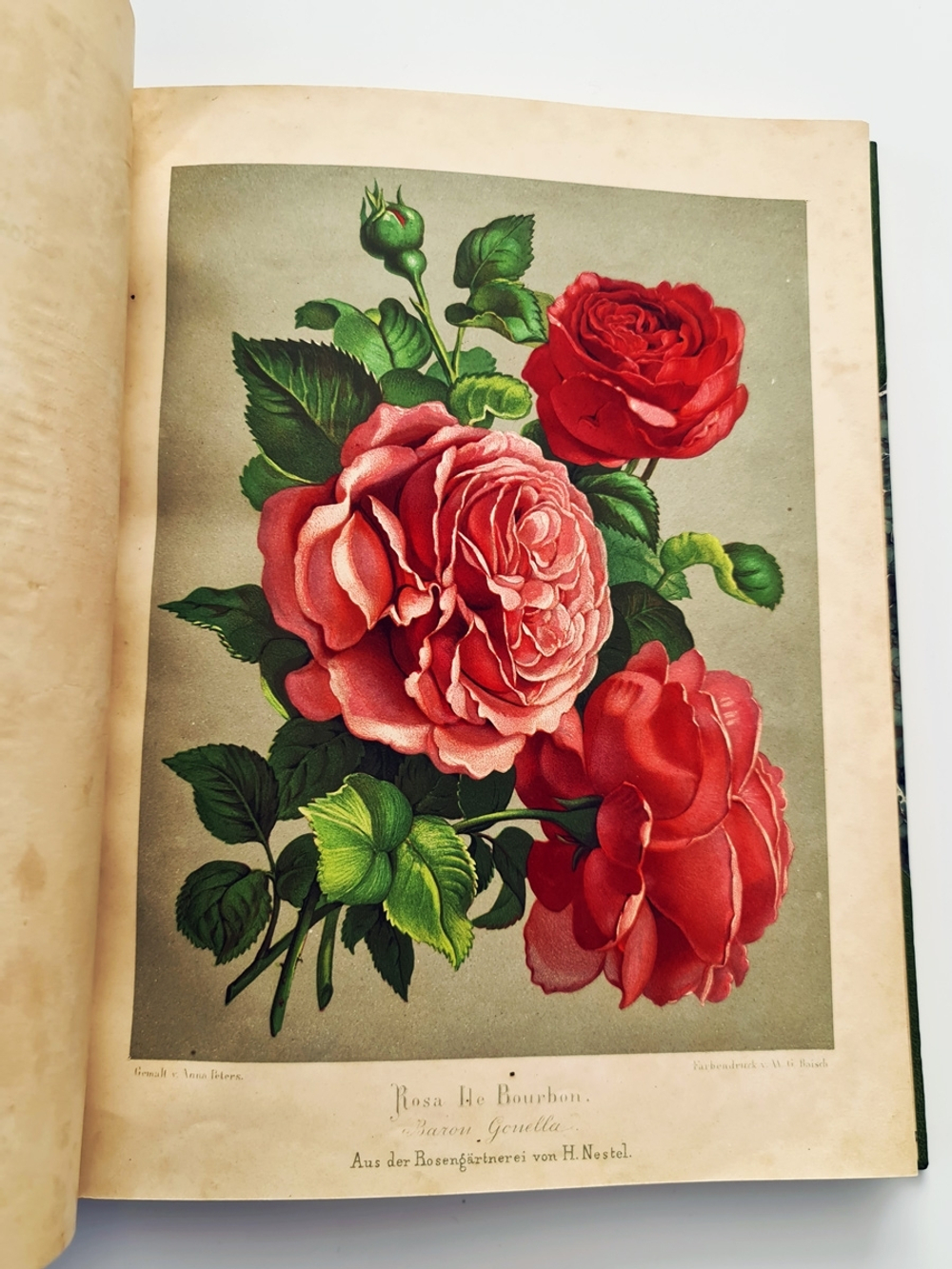 "Nestel`s Rosengarten. [  Сад роз Нестела]". E. Schweizerbartsche Verlagshandlung. 1869г.