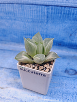 Haworthia Retusa Aurea var. (Хавортия)