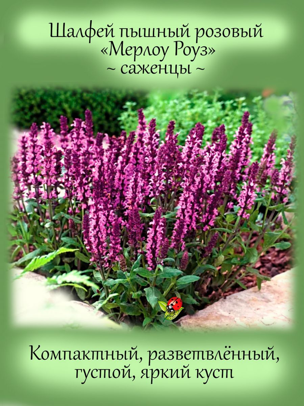 Шалфей розовый Мерлоу Роуз Салвия многолетник