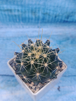 Ferocactus Hamatacanthus (Ферокактус)