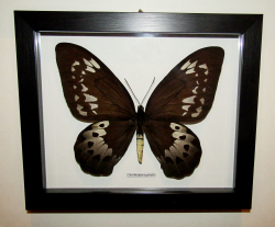 Бабочка Ornithoptera goliath самка в рамке