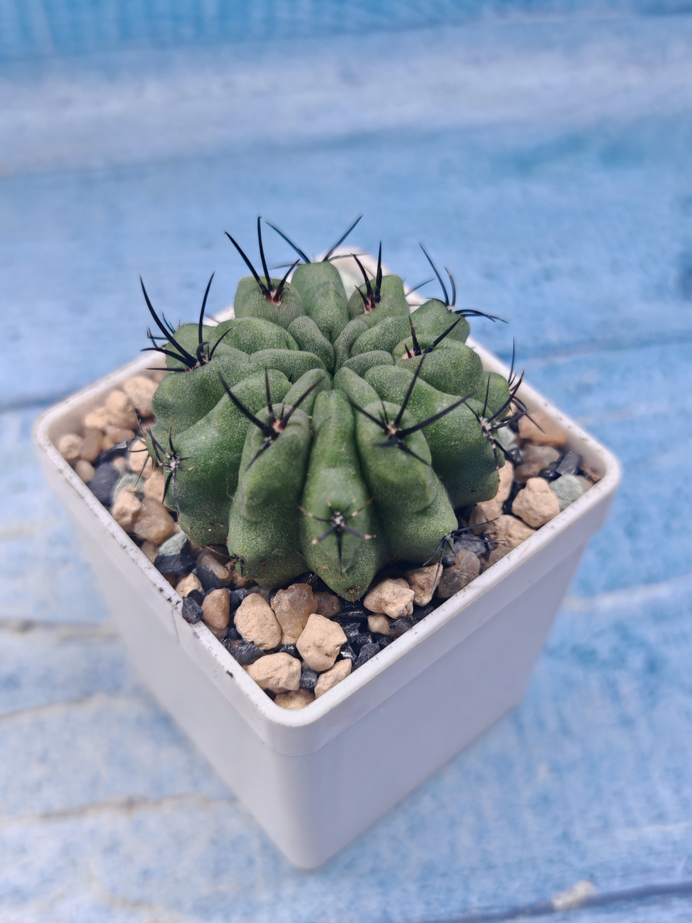 Neoporteria Paucicostata (Неопортерия)