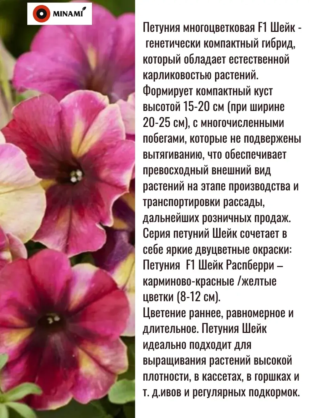 Петуния Шейк F1 Распберри