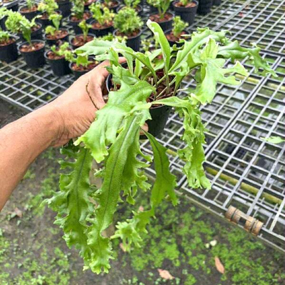 Пиррозия P.LONGIFOLIA MUT NEW FORM (P28)