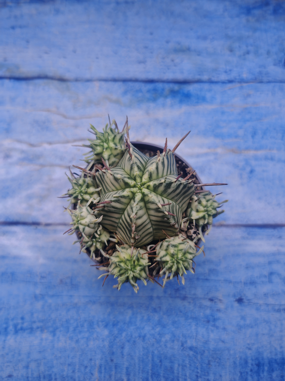 Euphorbia meloformis f. Variegated (Эуфорбия вариегатная)
