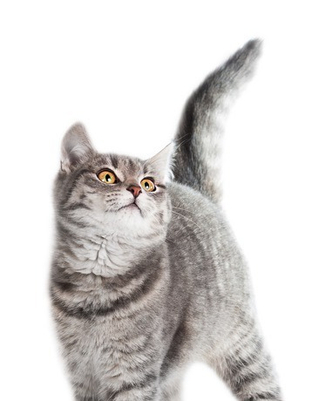 Для кошек
