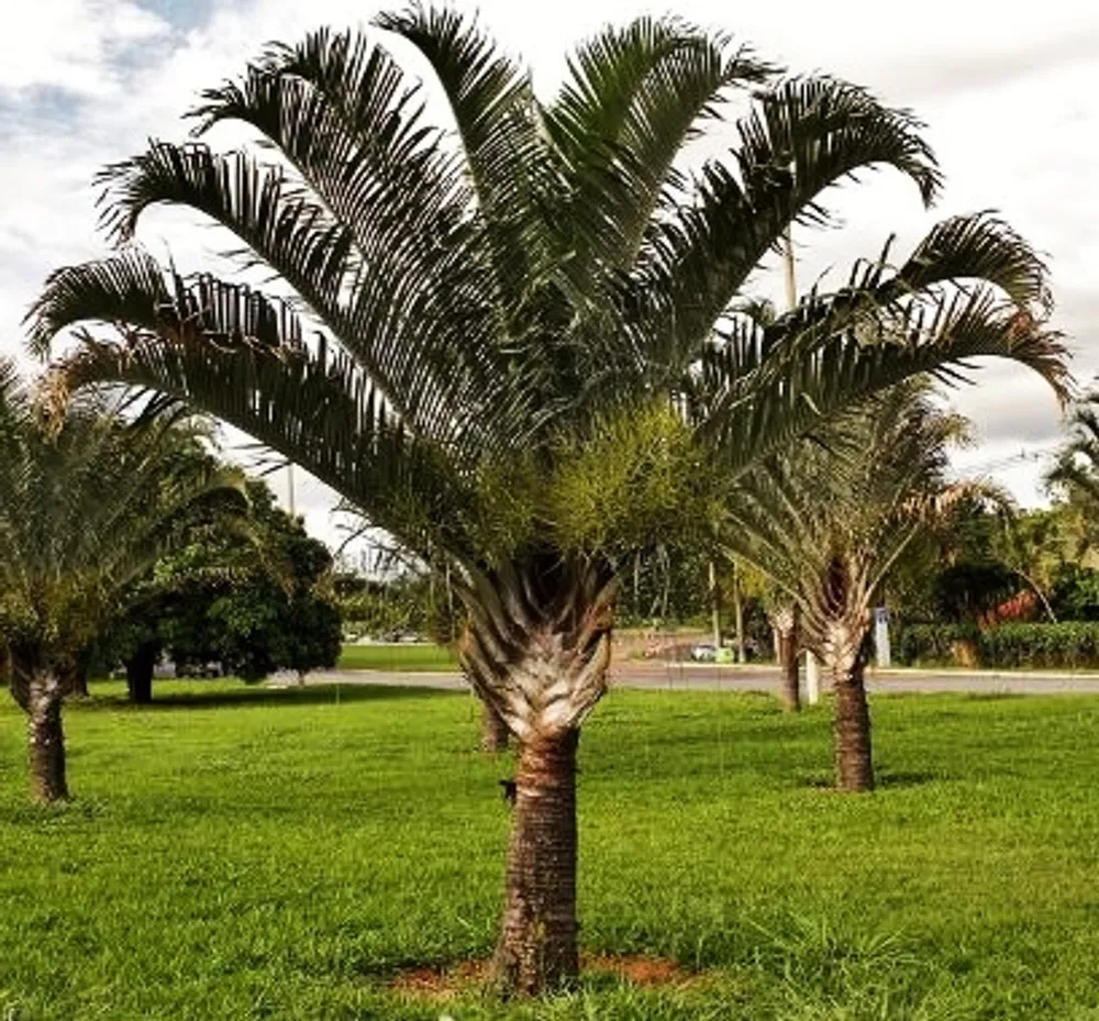 Дипсис Декари (Dypsis decaryi) семена 2 шт