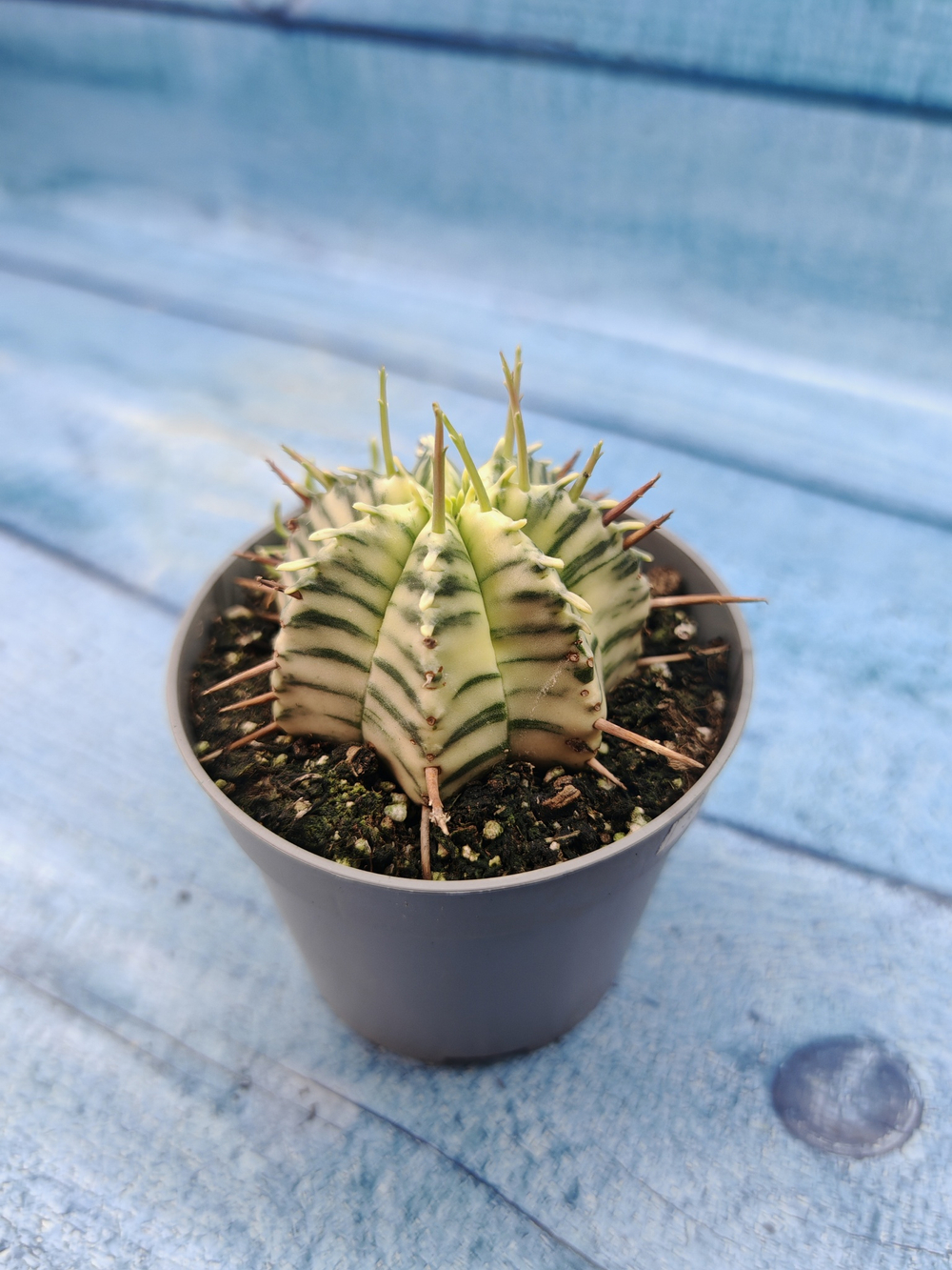 Euphorbia meloformis f. Variegated (Эуфорбия вариегатная)