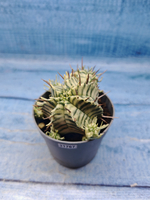 Euphorbia meloformis f. Variegated (Эуфорбия вариегатная)