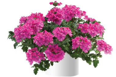 1557 Вербена VANESSA COMPACT Deep Pink (Весна 2026)