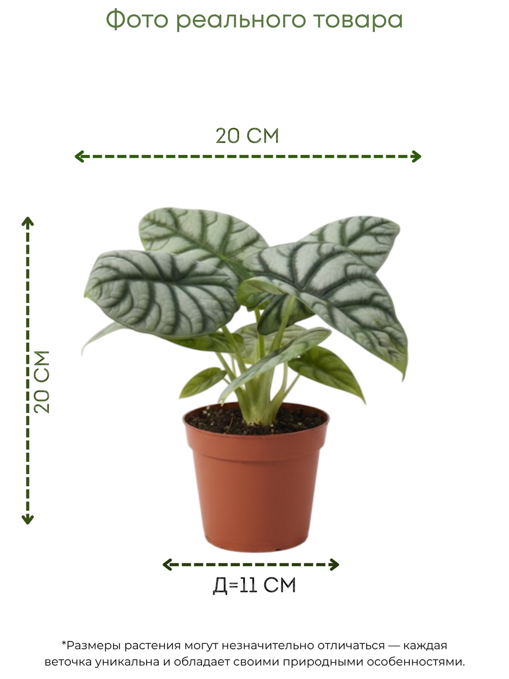 White Aesthetic Indoor Plant Sale Instagram Story