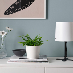 IKEA NEPHROLEPIS  (ИКЕА НЕПХРОЛЕПИС)  -  Растение в горшке - папоротник бостонский 9 см