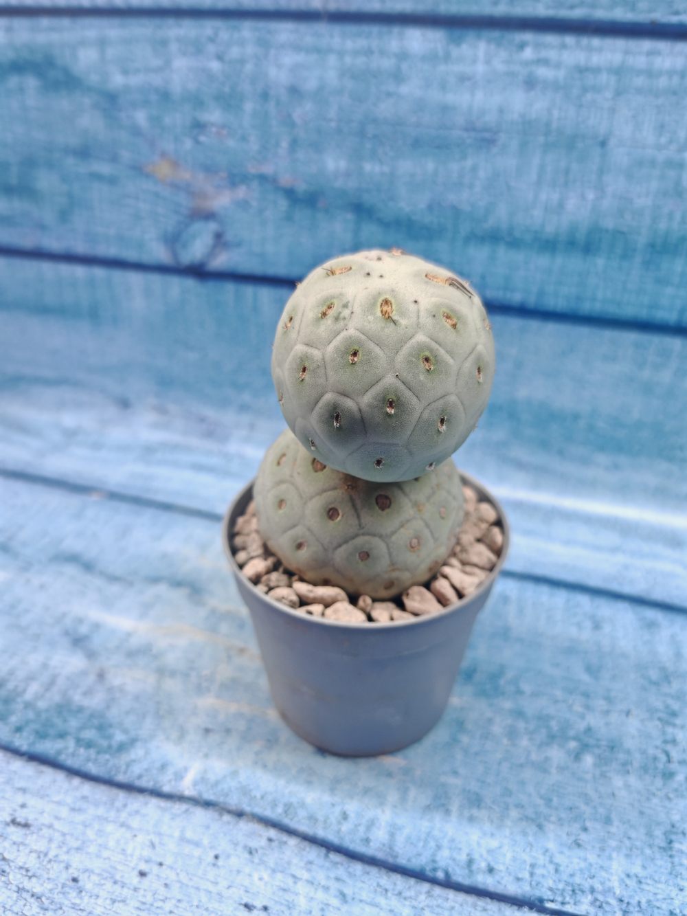 Tephrocactus Geometricus (Тефрокактус)