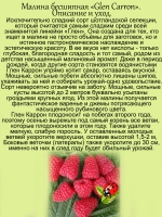 Малина Глен Каррон бесшипая очень сладкая