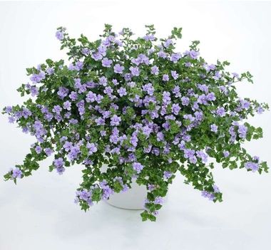 1013 Бакопа SCOPIA DOUBLE LAVENDER (ОСЕНЬ 2025)