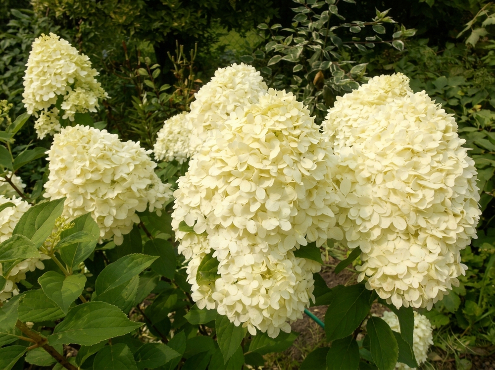 Гортензия метельчатая «Коттон Крим» (Hydrangea paniculata 'Cotton Cream')