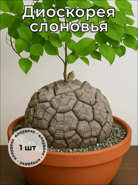 Диоскорея слоновья Dioscorea elephantipes каудекс 2-3 см. -, 1 шт. — живое растение