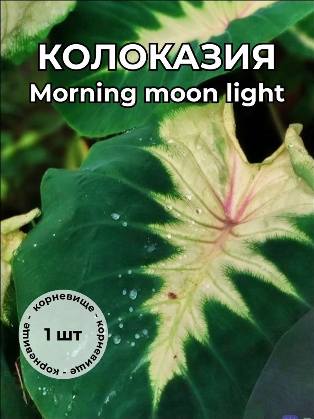 Колоказия Morning Moon Light корневище