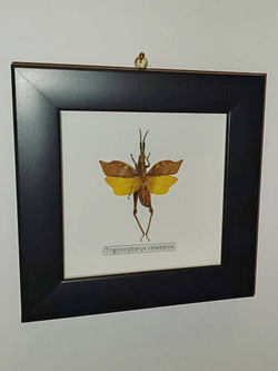 Кузнечик Trigonopteryx в рамке