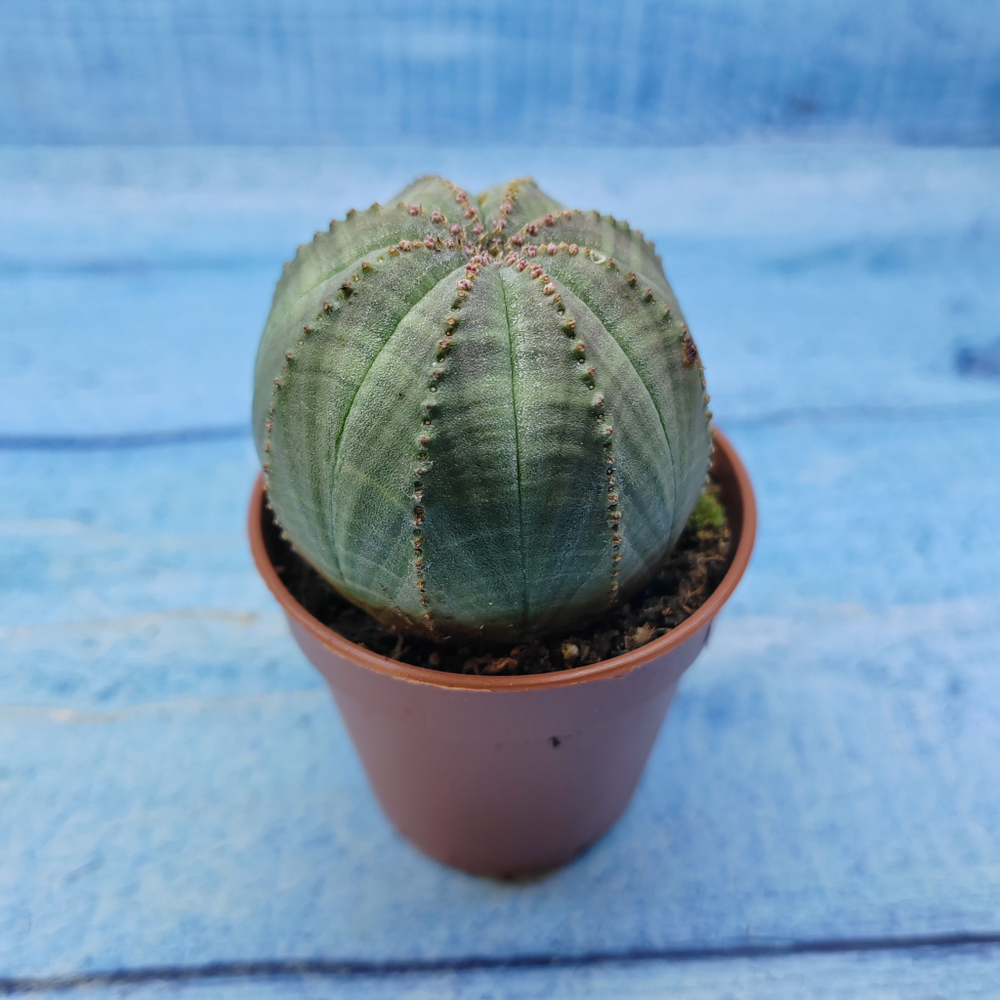 Euphorbia Obesa (Эуфорбия)