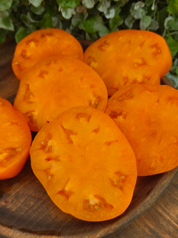 Брендивайн абрикосовый (Apricot Brandywine)