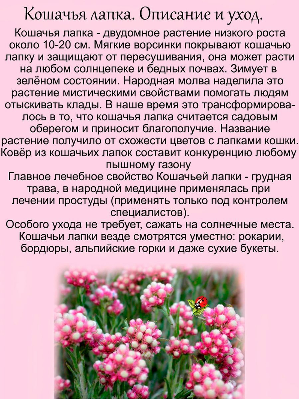 Антенария Розея Кошачья лапка