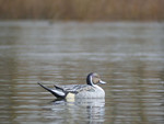 Шилохвость селезень "FA LIVE PINTAIL FLOATERS" (6 селезней)