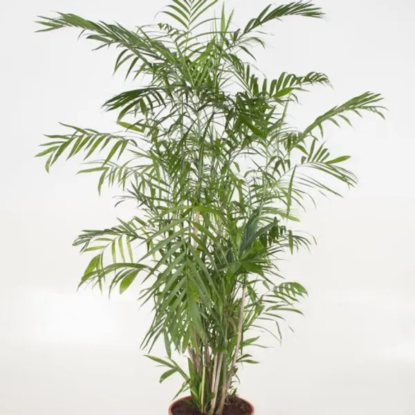 Хамедорея Зейфритца (Chamaedorea seifrizii) — семена, 2 шт.