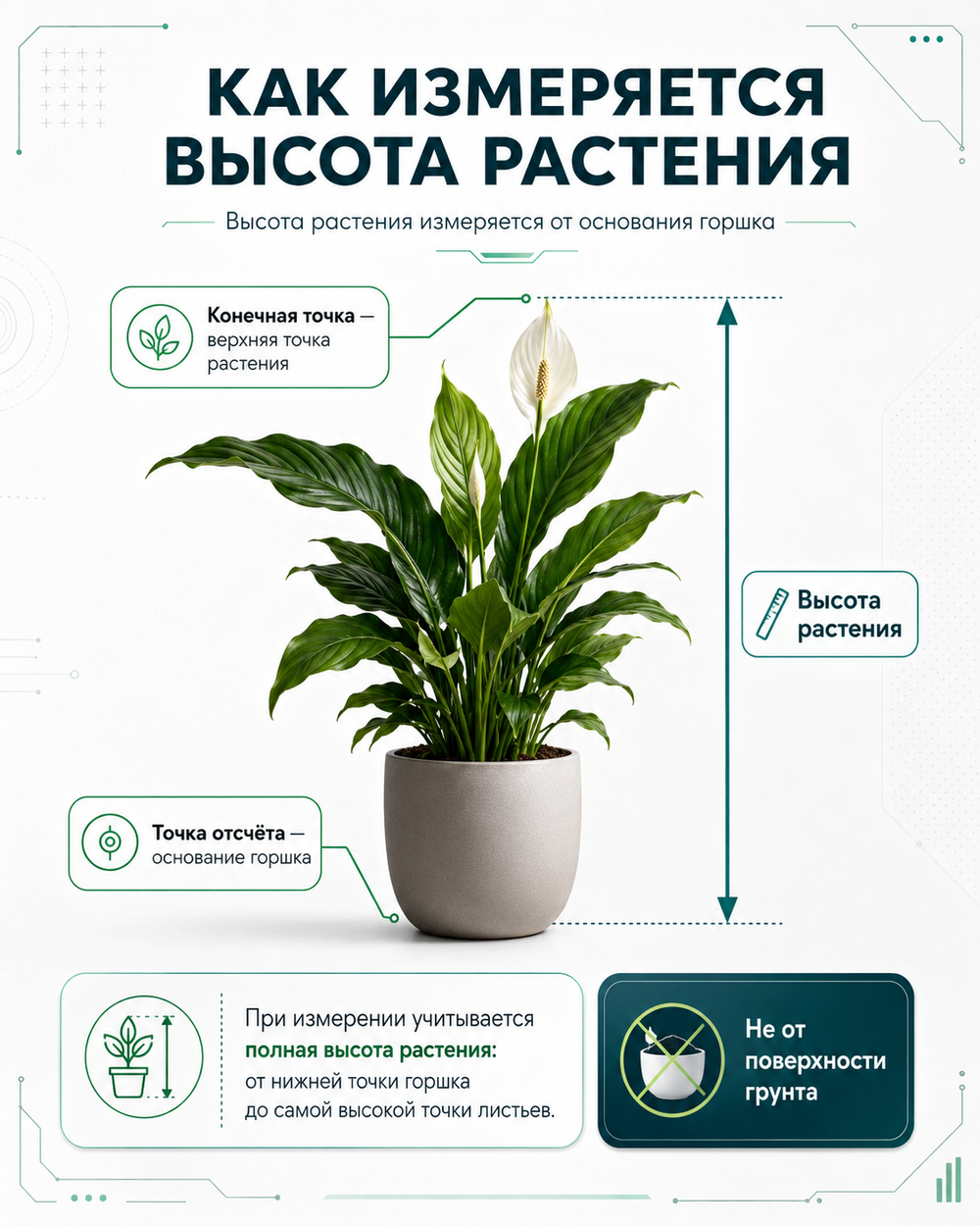 Филодендрон Ксанаду