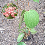 Хойя LATIFOLIA