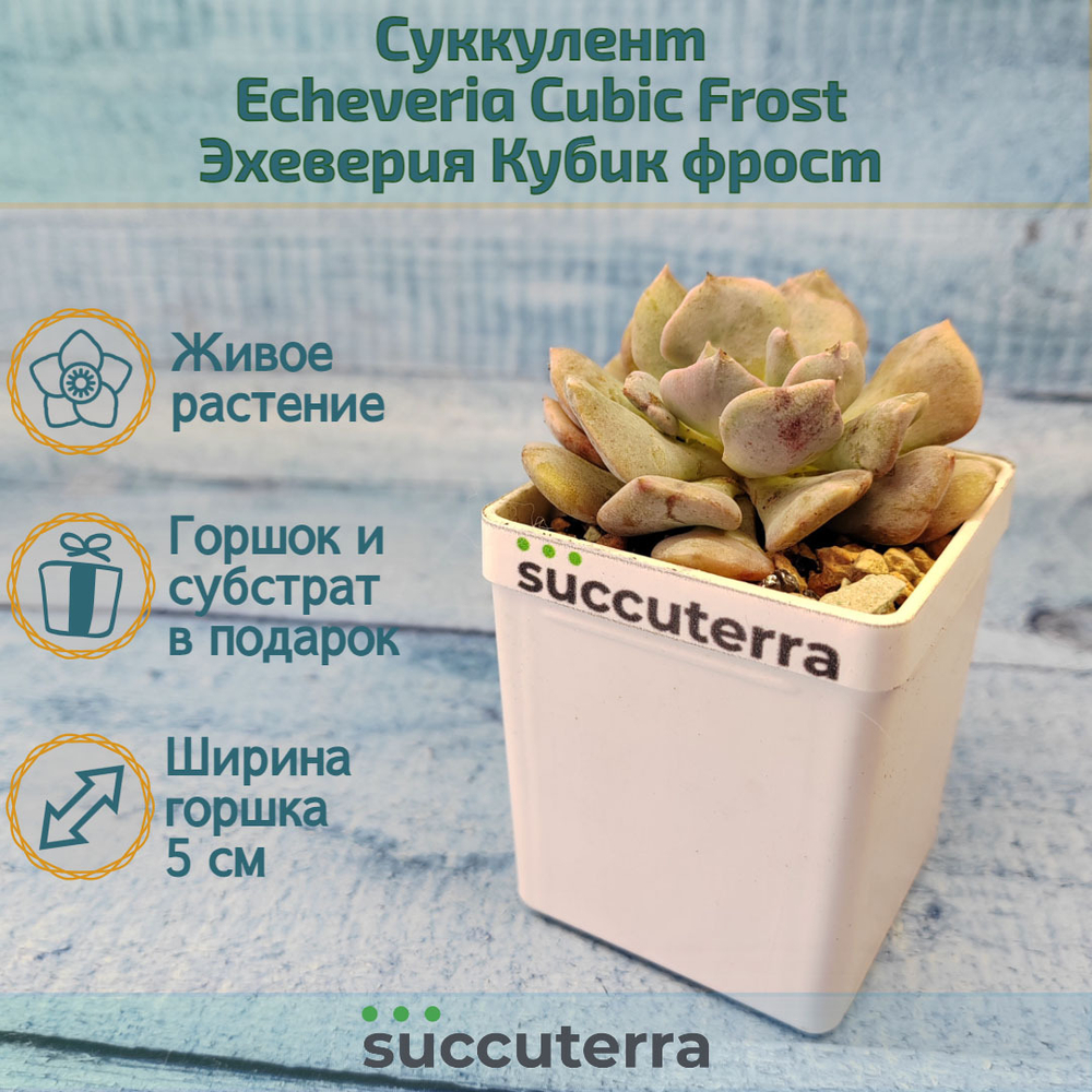 Echeveria Cubic Frost (Эхеверия)