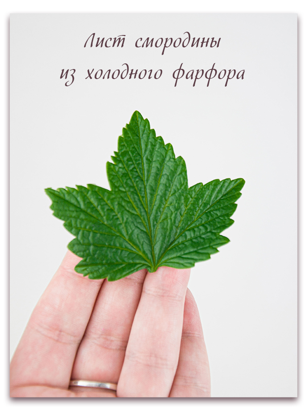 Лист смородины универсальный