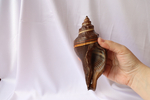 Ракушка Пугилина морио (Pugilina morio), 14см, 1шт
